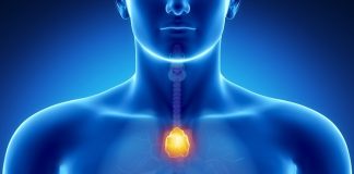 Under-rated organ could play a role in longevity and cancer
