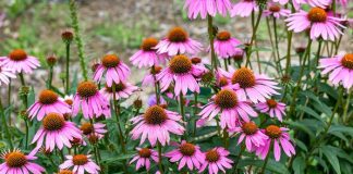 How effective is echinacea in helping prevent colds?