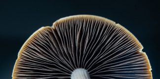 Psilocybin mushrooms reduce dementia symptoms – Brazil study