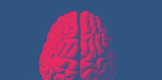 Human brain not one but two separate organs – Stanford study